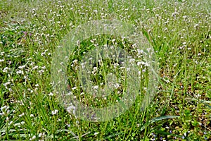 Tanetsut kebana which is often seen as weeds in the field paddy field. photo