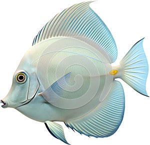 Tang fish display vibrant colors and graceful swimming movements. photo