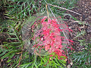 Tangalooma, a beautiful natural Australian native plant on Moreton Island, Queensland, Australia