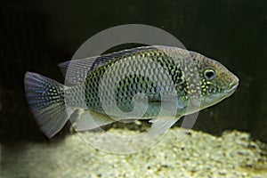 The Tanganika Tilapia Oreochromis tanganicae.