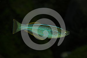 The Tanganyika killifish Lamprichthys tanganicanus.