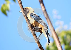 Tangara cayana on the green branch