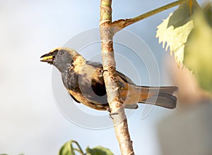 Tangara cayana on the tree