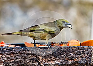 Tangara palmarum bird  sanhaÃÂ§u-do-coqueiro in open air feeder, typical bird of the Atlantic forest in Brazil photo