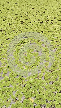 tangerang-indonesia: azolla plants that grow on water for poultry feed