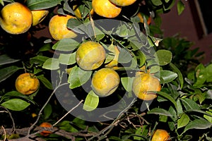 Tangerine, Citrus tangerina often placed under Citrus deliciosa