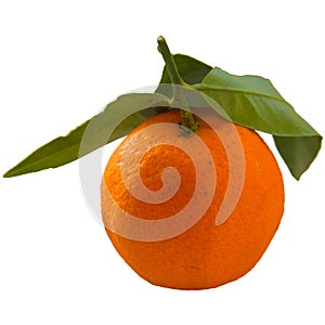 Tangerine or clementine with green leaf isolated on white backg