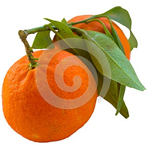 Tangerine or clementine with green leaf isolated on white backg