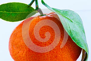 Tangerine photo