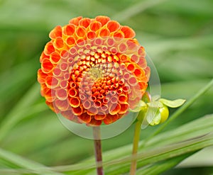 Tangerine dahlia