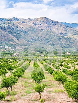 Tangerine garden in Alcantara region of Sicily