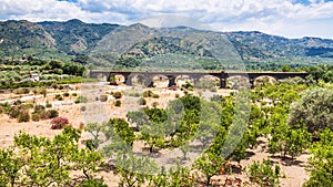 Tangerine garden in Alcantara valley in Sicily