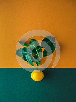Tangerine with leaves on green and orange background. Overhead shot photo