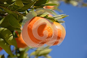 Tangerine or mandarin on tree branch with leaves