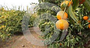 Tangerine Orchard Citrus Fruit Food Agriculture Ripe Harvest