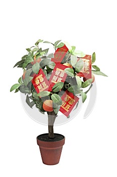 Tangerine Plant with Red Packets