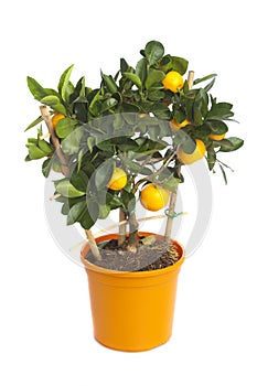 Tangerine tree