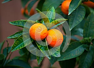 Tangerine on tree