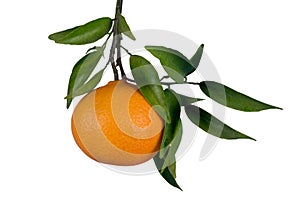 Tangerine on Tree