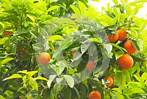 Tangerine tree background