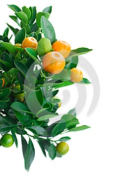 Tangerine tree