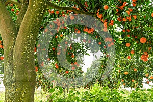 Tangerine tree or Citrus tangerina completely covered with ripe fruits. Great harvest in the orchard