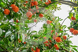 Tangerine tree or Citrus tangerine completely covered with ripe fruits.