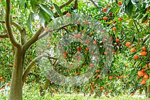 Tangerine tree or Citrus tangerine completely covered with ripe fruits.