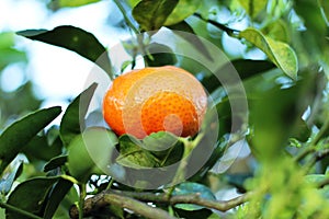 Tangerine in the tree in Costa Rica