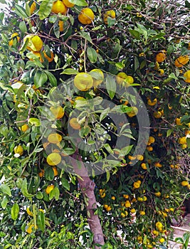 A tangerine tree dotted with ripe fruits. Tangerines grow on the branches. Autumn Mediterranean harvest.