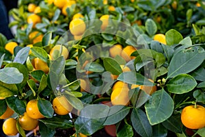 Tangerine tree in a flower pot with fruits on the shelf of a flower shop. Indoor plant tangerine, buy as a gift, growing at home