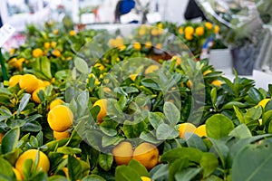 Tangerine tree in a flower pot with fruits on the shelf of a flower shop. Indoor plant tangerine, buy as a gift, growing at home