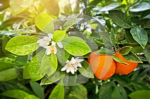 Tangerine tree. Flowering citrus tree with flowers, green leafs with drops of raine and ripe mandarins. photo