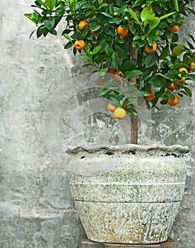 Tangerine tree in old clay pot