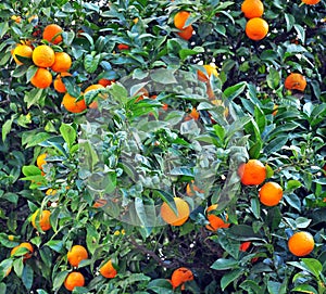 Tangerine tree