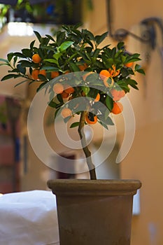 Tangerine tree in a pot. Concept for amateur gardeners