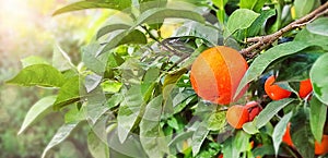 Tangerine tree. Ripe mandarin with drops of raine hanging on branch. Beautiful healthy juicy fruit growing in a sunny garden.