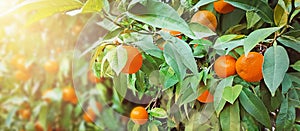 Tangerine tree. Ripe mandarin hanging on branch. Healthy, juicy fruit growing in a sunny garden. Organic, citrus outdoors. Athens.