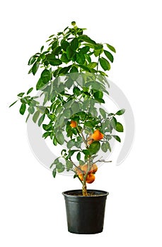 Tangerine tree on a white background.