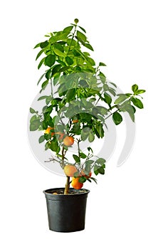 Tangerine tree on a white background.