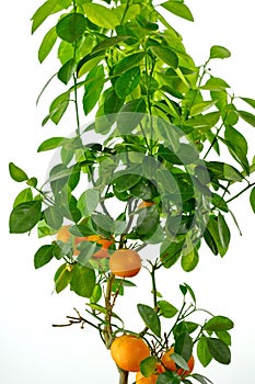 Tangerine tree on a white background.