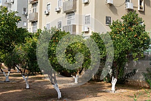 Tangerine trees near a residential building in an Israeli city