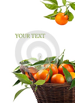 Tangerines photo