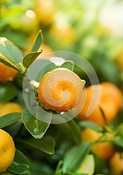 Tangerines photo