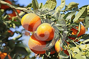 Tangerines on the branch