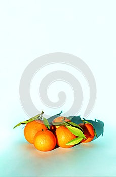 Tangerines with green leaves on a blue background. Orange citrus fruits on blue backdrop.