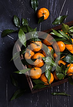 Tangerines with green leaves in wooden box on dark background