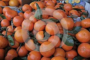 Tangerines with leaves