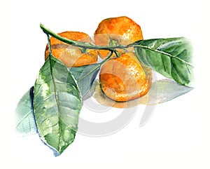 Tangerines with leaves. Watercolor sketch. Isolate on white background