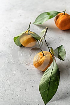 Tangerines & x28;oranges, clementines, citrus fruits& x29; with green leaves on white textured background with copy space